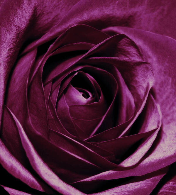 Flowers Poster featuring the photograph Purple Passion by Cathie Tyler