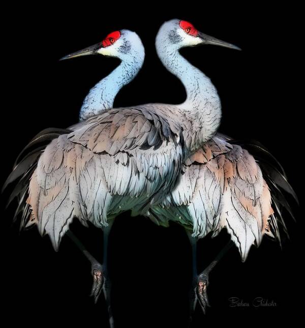 Sandhill Cranes Poster featuring the painting Sandhill Crane Mirror Image by Barbara Chichester