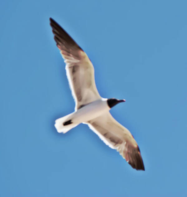 Seagull Poster featuring the photograph Seagull in Flight by Gina O'Brien