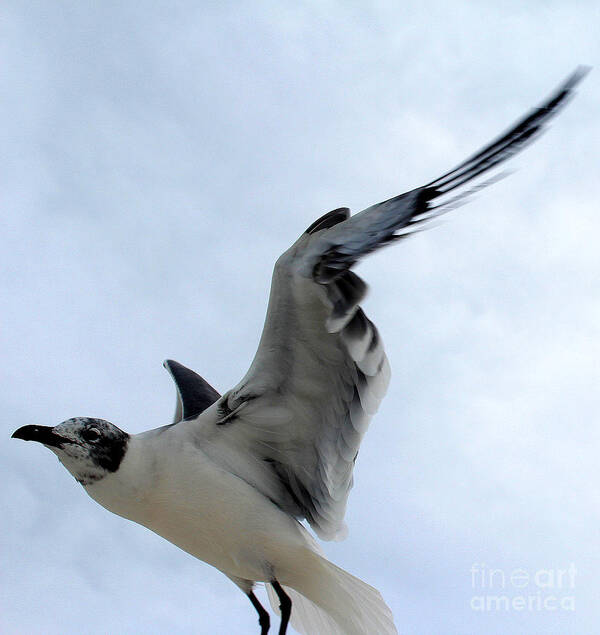 Seagull Poster featuring the photograph Seagull in Flight II by Jeanne Forsythe