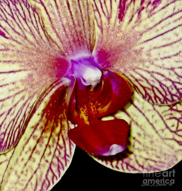 Orchid; Sensual; Moth Orchid; Botanical; Horticulture; Flower; Flowerhead; Tropical Flower; Macro Flower; Bloom; Crimson; Cranberry; Petals; Photo; Photograph; Greeting Card; Card Poster featuring the photograph Sensual Orchid Up Close and Personal by Carol F Austin