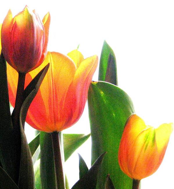 Orange Tulips Poster featuring the photograph Spring Shine by Angela Davies