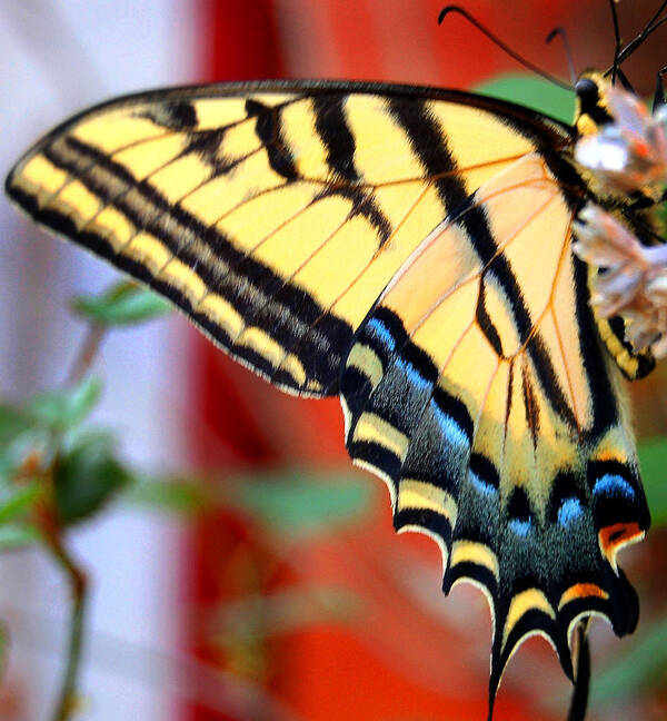 Photography Poster featuring the photograph Swallowtail Wing by Heather S Huston