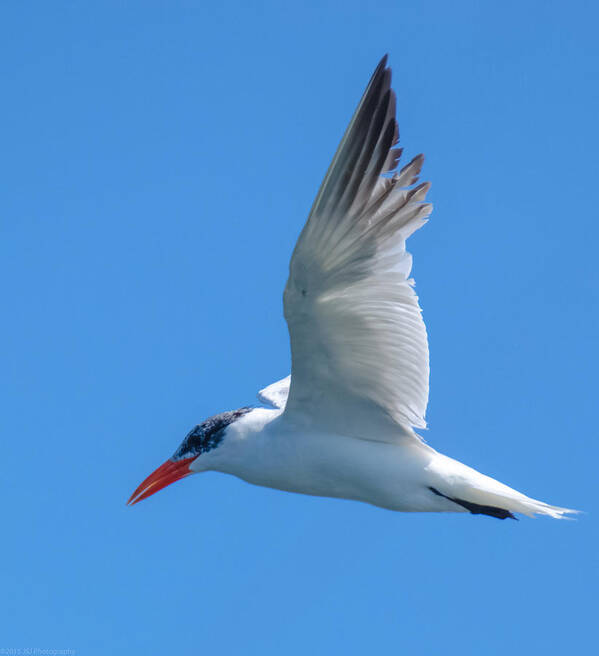 Bird Poster featuring the photograph Taking a Tern for the Better by Jeff at JSJ Photography