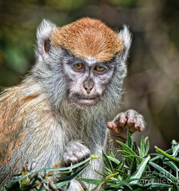 Patas Monkey Poster featuring the photograph The Stare A Baby Patas Monkey by Jim Fitzpatrick