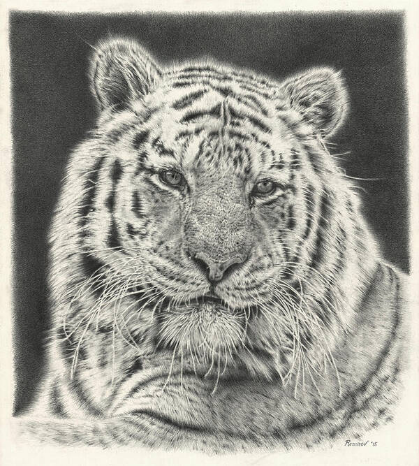 Tiger Poster featuring the drawing Tiger Drawing by Casey 'Remrov' Vormer