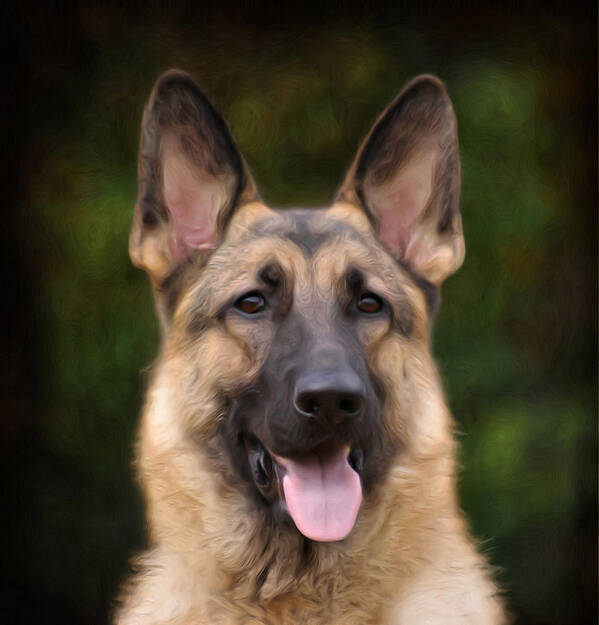 German Shepherd Poster featuring the photograph Watchful by Sandy Keeton