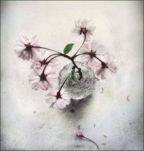 Flower Poster featuring the photograph Weeping Cherry Blossoms Still Life by Louise Kumpf