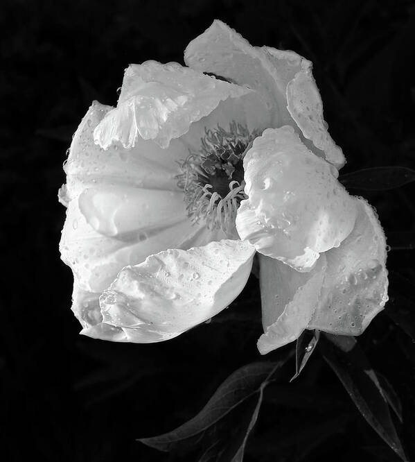 Black And White Flowers Poster featuring the photograph White Peony After the Rain in Black and White by Gill Billington