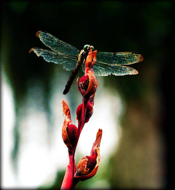 Dragonfly Poster featuring the photograph Wornout Dragonfly by Susie Weaver