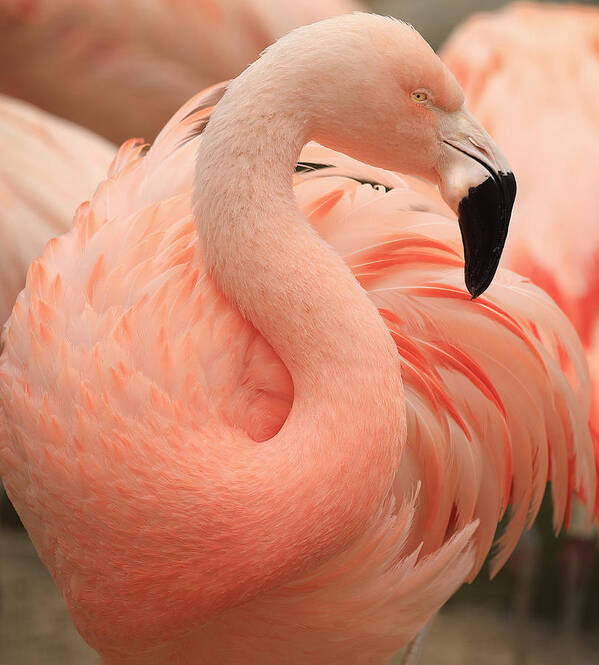 Animal Poster featuring the photograph Portrait Of A Pink Flamingo #1 by Robin Wechsler