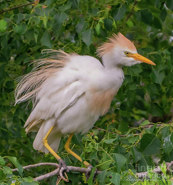 Nature Poster featuring the photograph Fledging egret by Barry Bohn