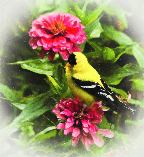 Goldfinch Poster featuring the photograph Goldfinches Love Zinnias by Ola Allen