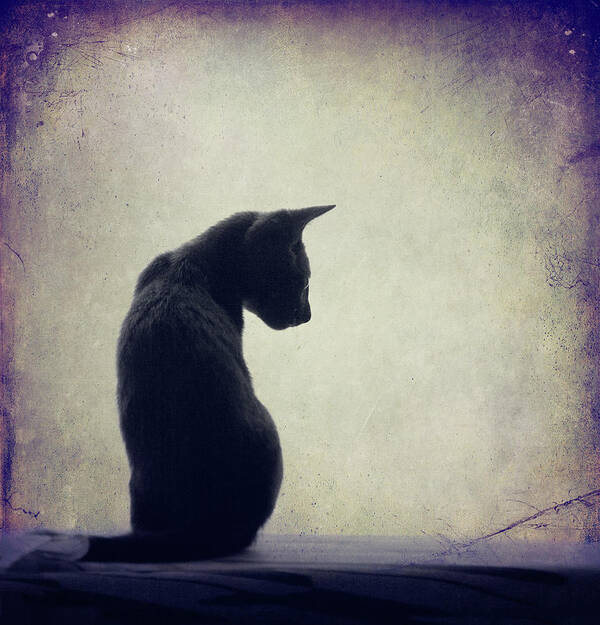 Animal Themes Poster featuring the photograph Grey Cat Sitting On Shelf by Christiana Stawski