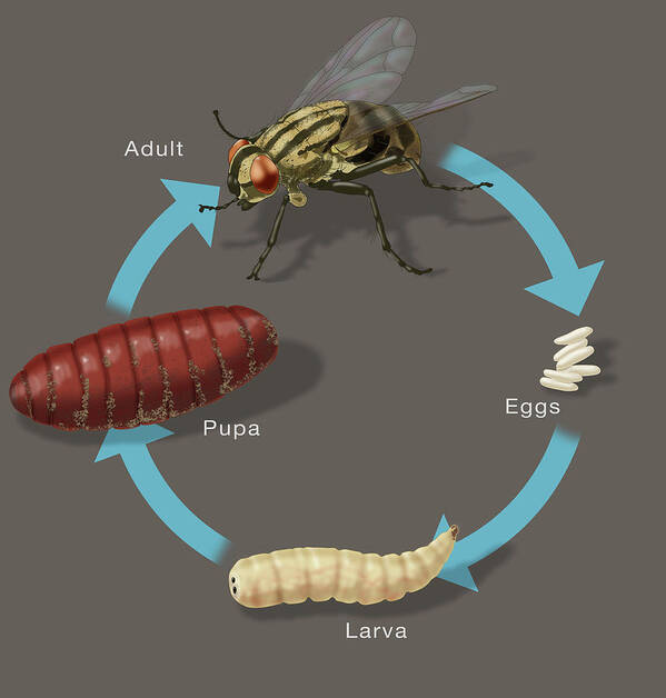 Life Cycle Of A House Fly, Illustration Poster by Monica Schroeder
