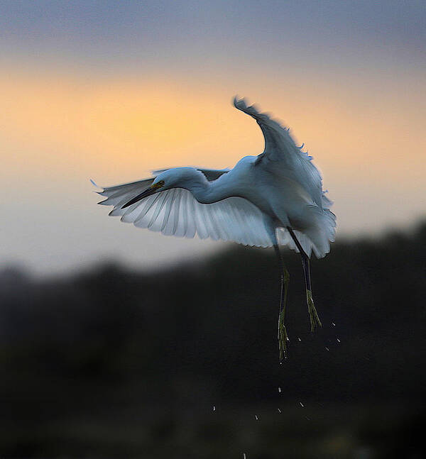 Egret Poster featuring the photograph Lift Off. by Robin Wechsler