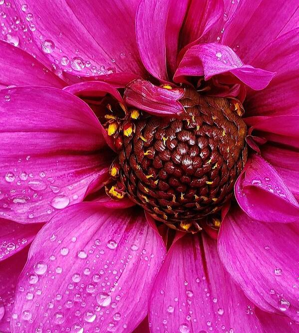 Flower Poster featuring the photograph Morning Dew in Pink by Suzy Piatt