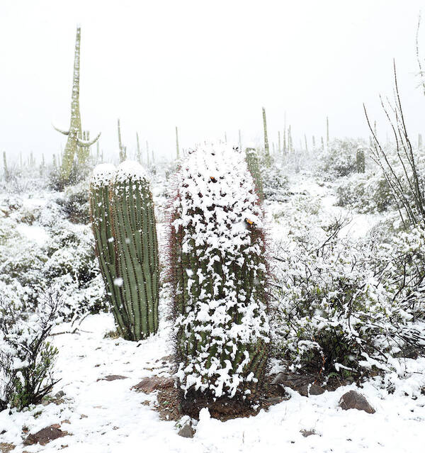 Snow Poster featuring the photograph Saguaro in the Snow by Jean Clark