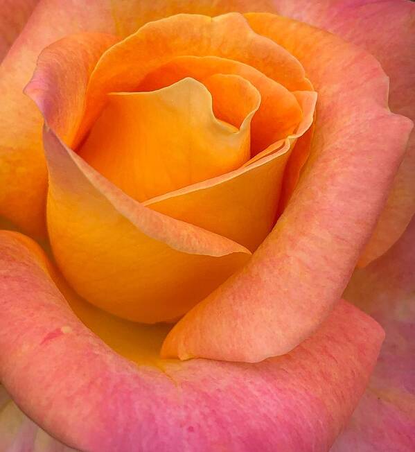 Rose Poster featuring the photograph Vertical Rose by Anamar Pictures