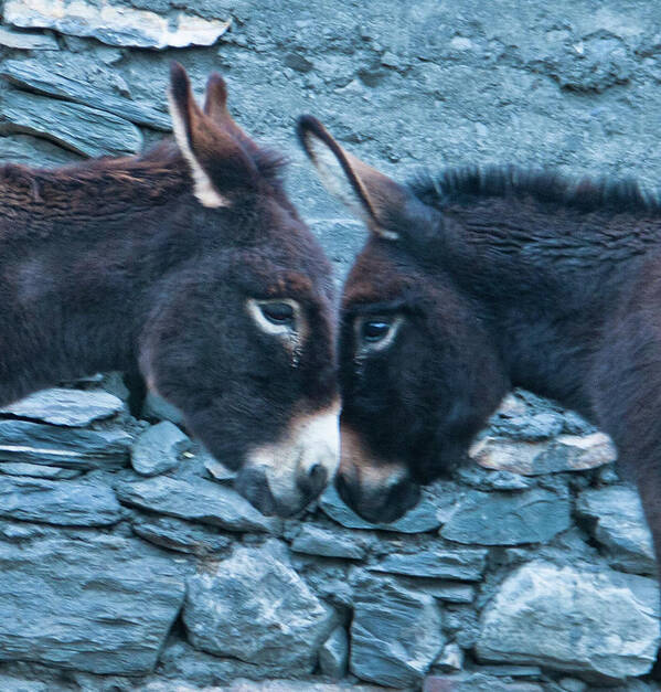 Burro Poster featuring the photograph Eye To Eye, Nose To Nose, Heart To Heart by Leslie Struxness