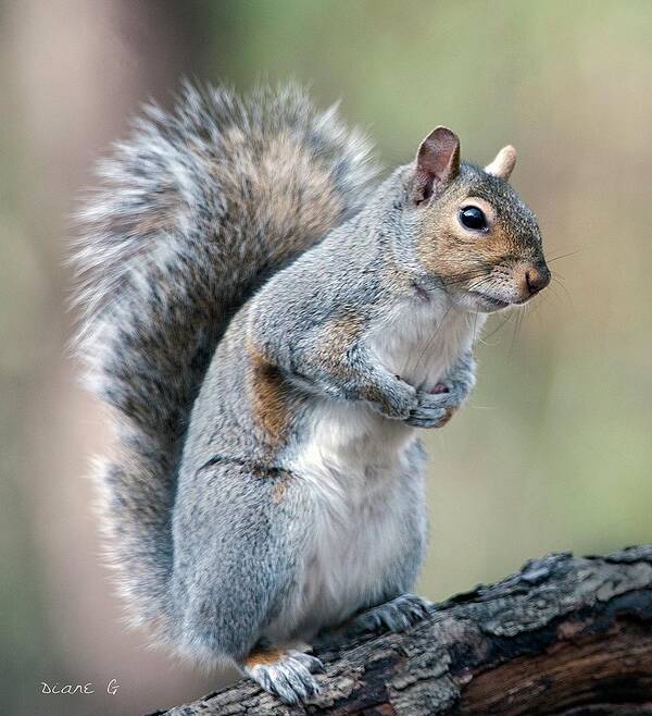 Eastern Grey Squirrel Poster featuring the photograph Eastern Grey Squirrel #3 by Diane Giurco