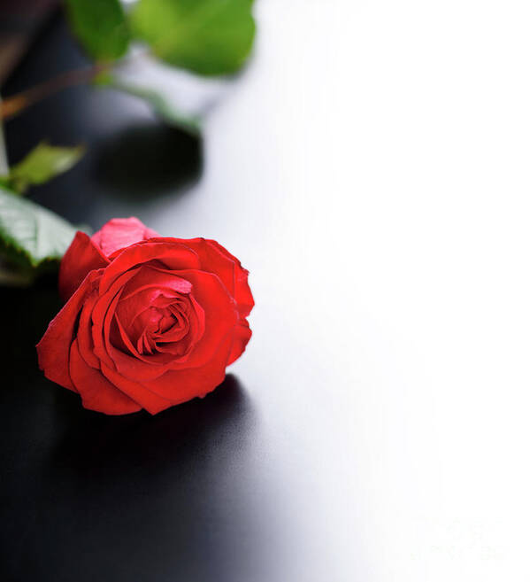 Roses Poster featuring the photograph Red Rose on black and white background by Jelena Jovanovic