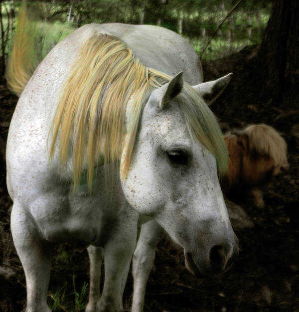 Old Horse Poster featuring the photograph A Gentle Old Soul by Wayne King