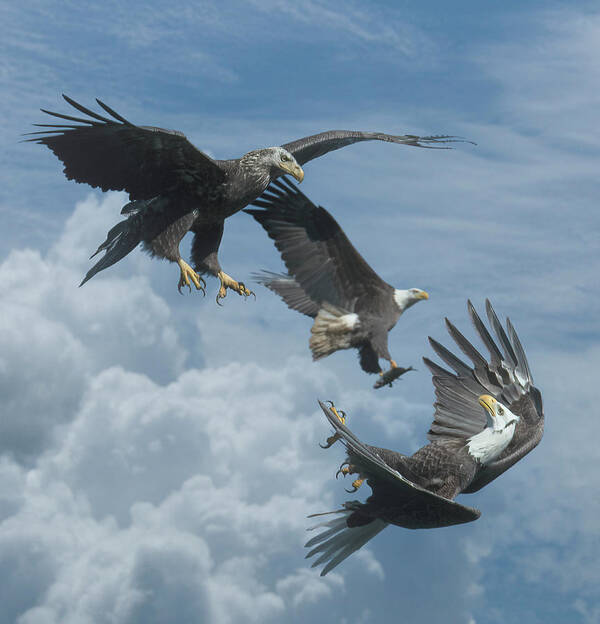 Bald Eagle Poster featuring the photograph Air Battle by Wade Aiken