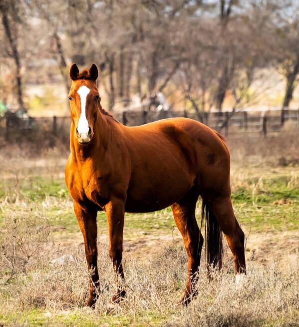 Horse Poster featuring the photograph Bay Horse 2 by C Winslow Shafer