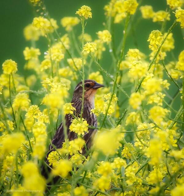 Redwingedblackbird Poster featuring the photograph Bird in Yellow Flowers by Pam Rendall