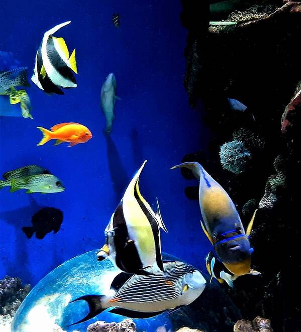 Aquarium Poster featuring the photograph Colorful Aquarium Residents by Linda Stern