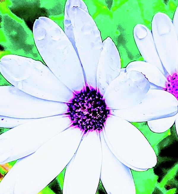 Close Up Of A Daisy Poster featuring the photograph Daisy by Meghan Gallagher