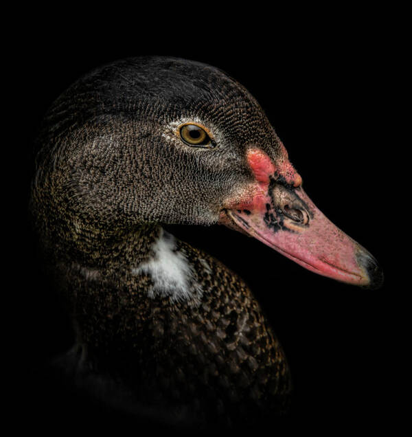 Duck Poster featuring the digital art Duck Portrait by Marjolein Van Middelkoop