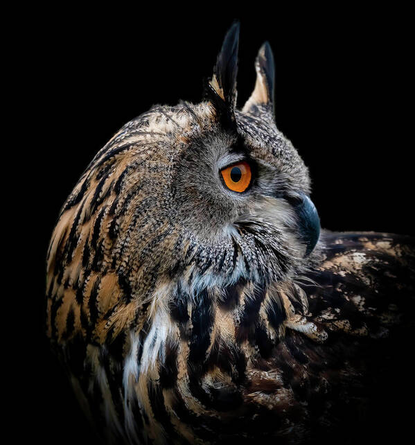  Poster featuring the digital art Eagle Owl Portrait by Marjolein Van Middelkoop