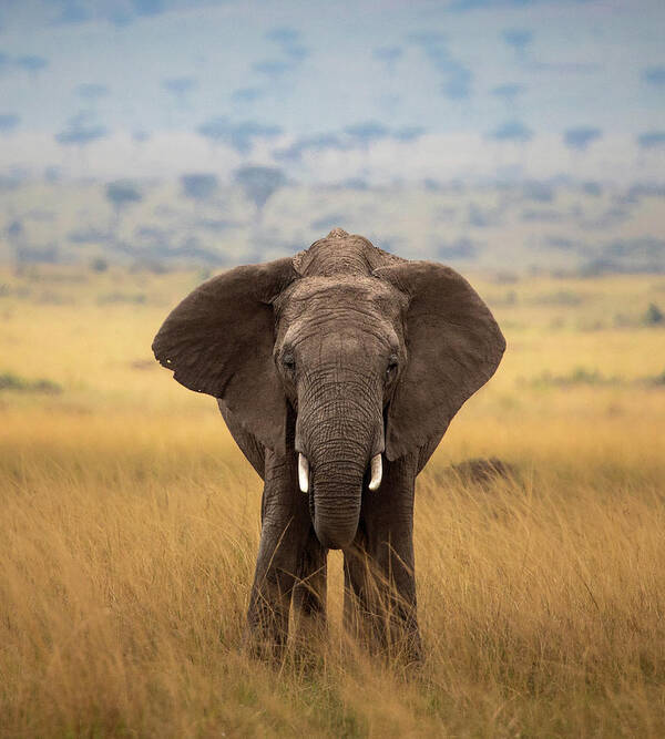 Elephant Poster featuring the photograph Elephant on the Mara by Diana Andersen