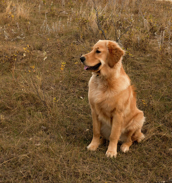 Dog Poster featuring the photograph Golden Retriever Smiling by Karen Rispin