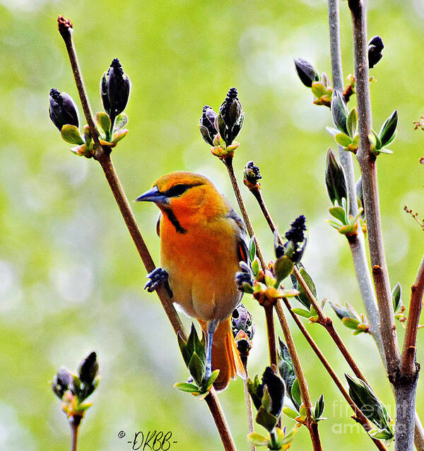 Bullock's Oriole Poster featuring the photograph In the Lilacs #2 by Dorrene BrownButterfield