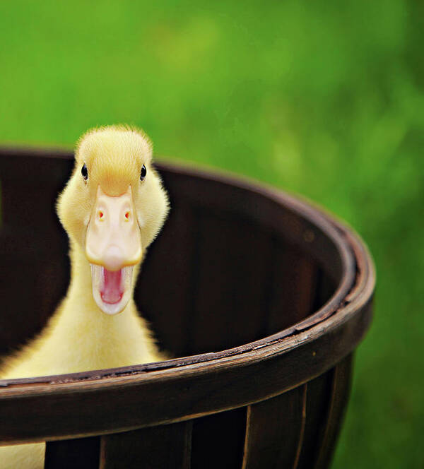 Yellow Poster featuring the photograph Just Ducky by Carrie Ann Grippo-Pike