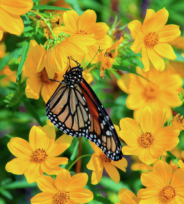 Nature Poster featuring the photograph Monarch on Tickseed Sunflower DIN0353 by Gerry Gantt