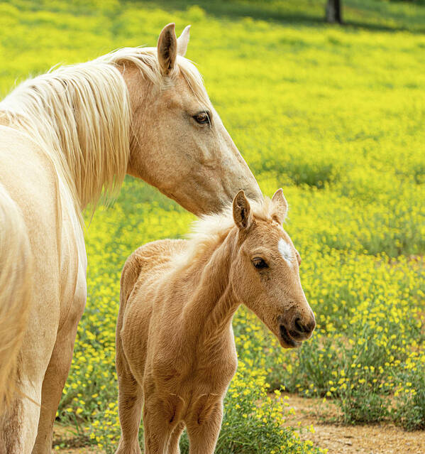 Horse Poster featuring the photograph Mother and daughter by Jamie Tyler