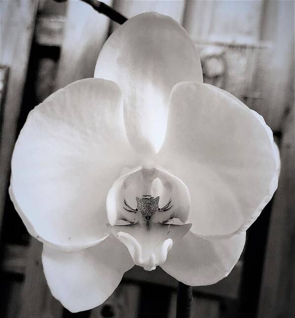 Orchids St Augustine Florida Usa John Anderson Poster featuring the photograph My World of Orchids by John Anderson