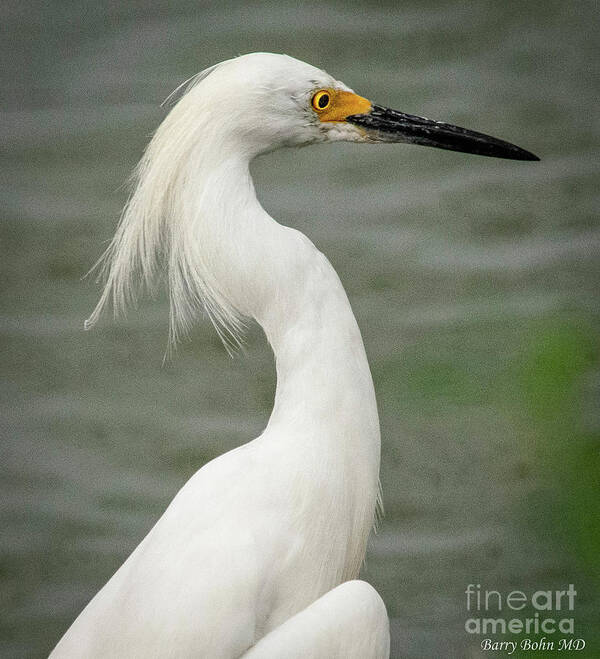 Nature Poster featuring the photograph Proud Egret by Barry Bohn