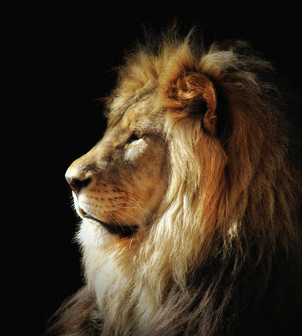 Lions Poster featuring the photograph RIP Shombay by Elaine Malott