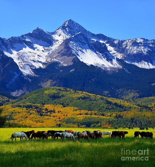 Landscape Poster featuring the photograph Rocky Mountains Beauty by David Lee Thompson