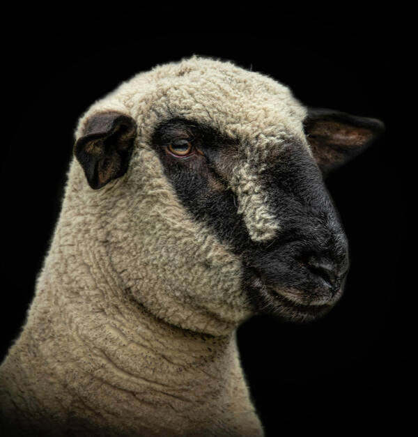Sheep Poster featuring the digital art Sheep Portrait by Marjolein Van Middelkoop