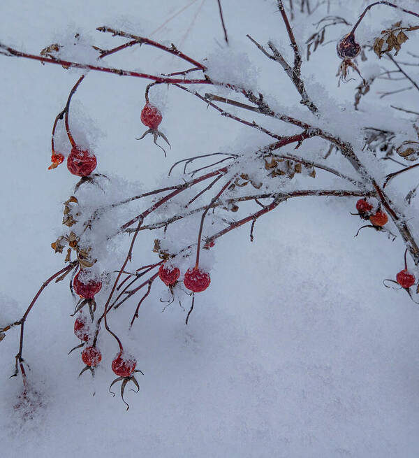 Winter Poster featuring the photograph Snow On Winter Wild Rose Hips by Phil And Karen Rispin