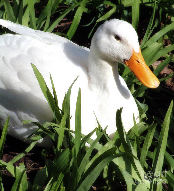Duck Poster featuring the photograph The Sunbather by RC DeWinter