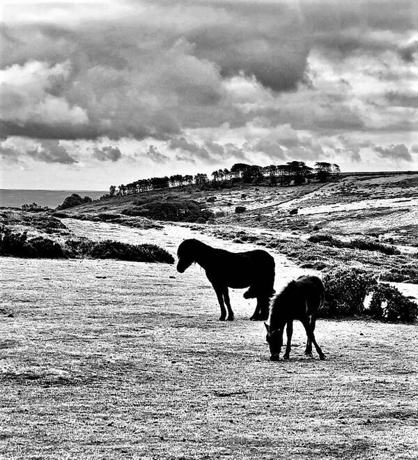 Horses Poster featuring the photograph Wild Ponies of Dartmoor by John Anderson