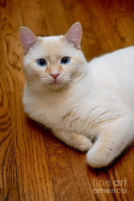 Blue Eyes Poster featuring the photograph Flame Point Siamese Cat #15 by Amy Cicconi