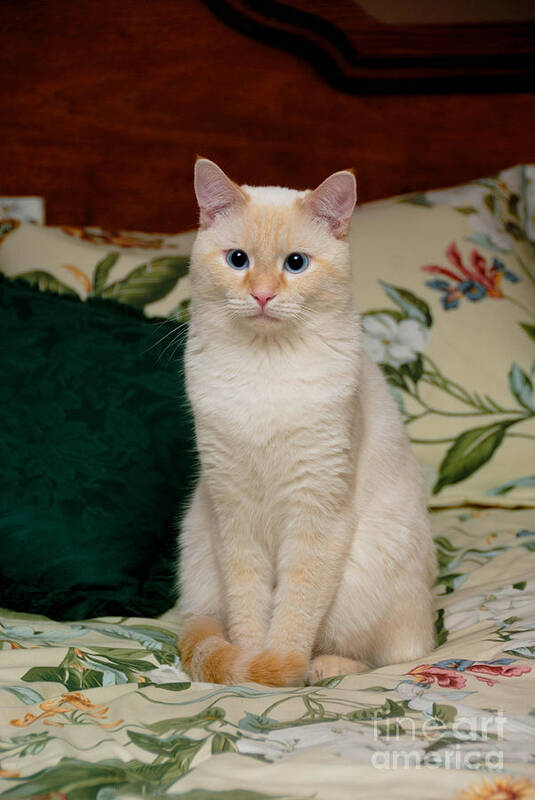 Blue Eyes Poster featuring the photograph Flame Point Siamese Cat #3 by Amy Cicconi